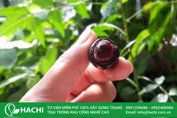 Bước chuẩn bị hạt giống rất quan trọng trong cách trồng sen Nhật mini