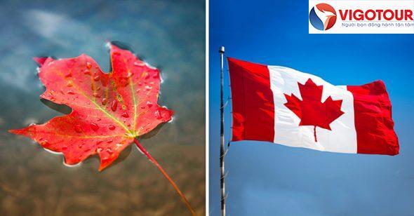 Lá phong gắn liền với hình ảnh quốc kỳ Canada