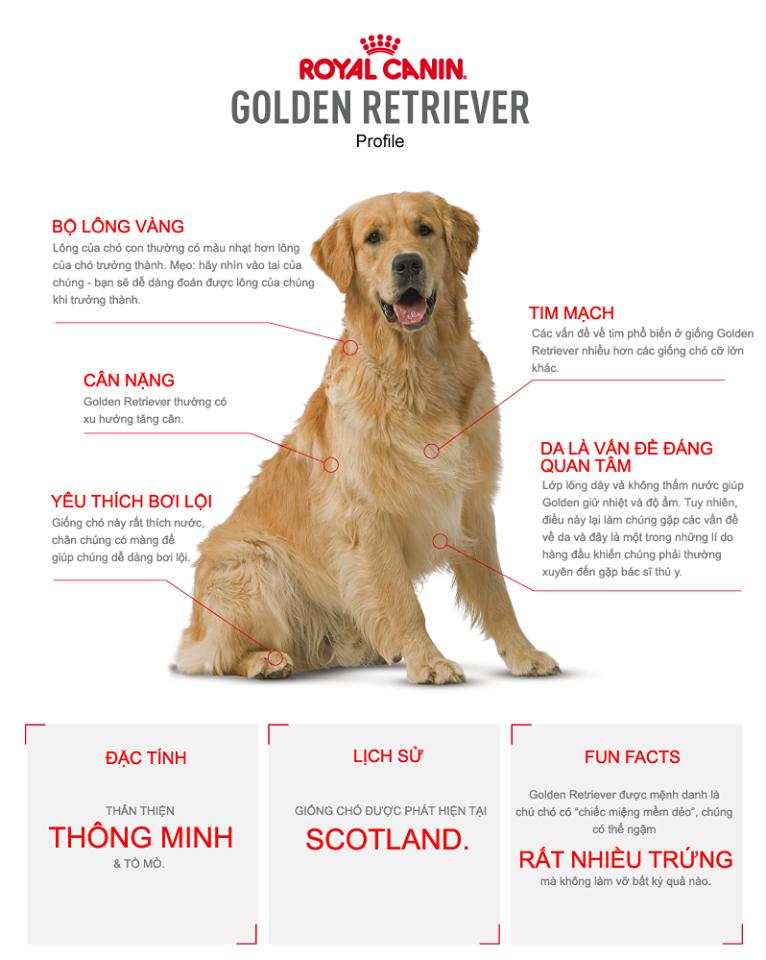 golden-retriever