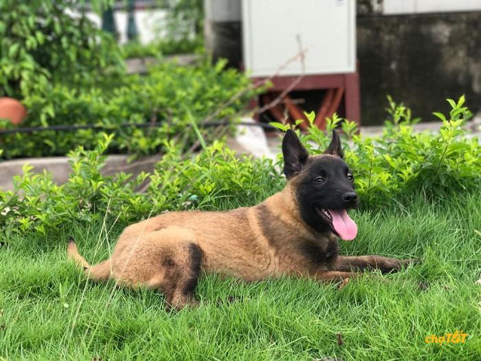 Chó malinois của Bỉ