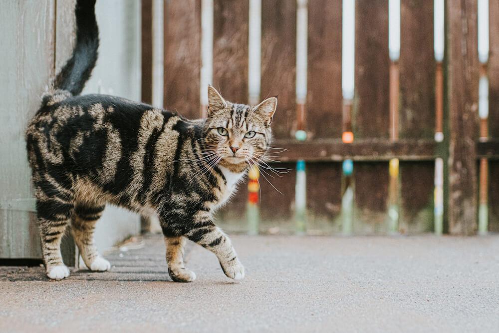 Nguồn gốc của mèo mướp