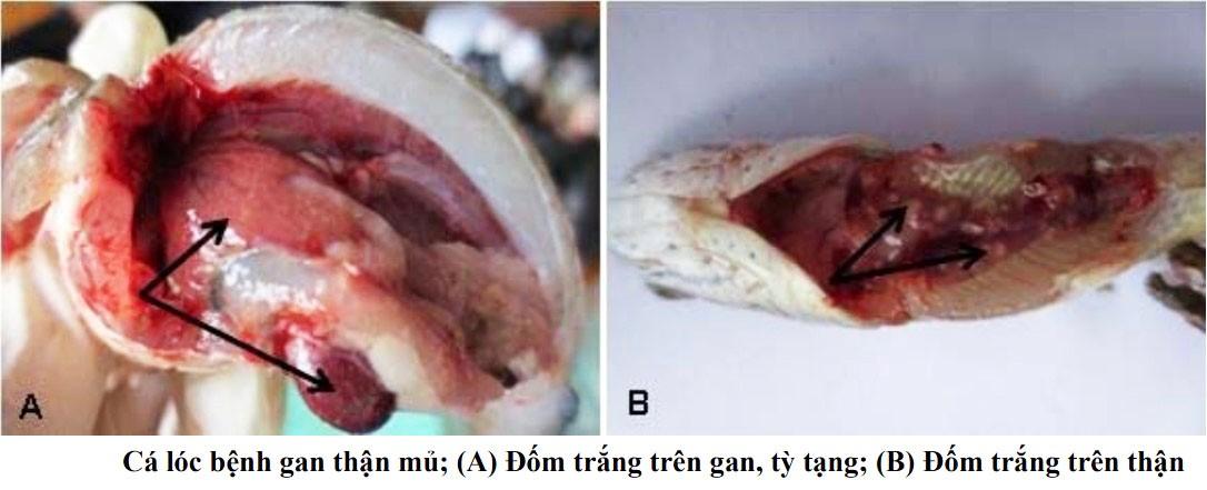 Bệnh đốm trắng nội tạng trên cá lóc