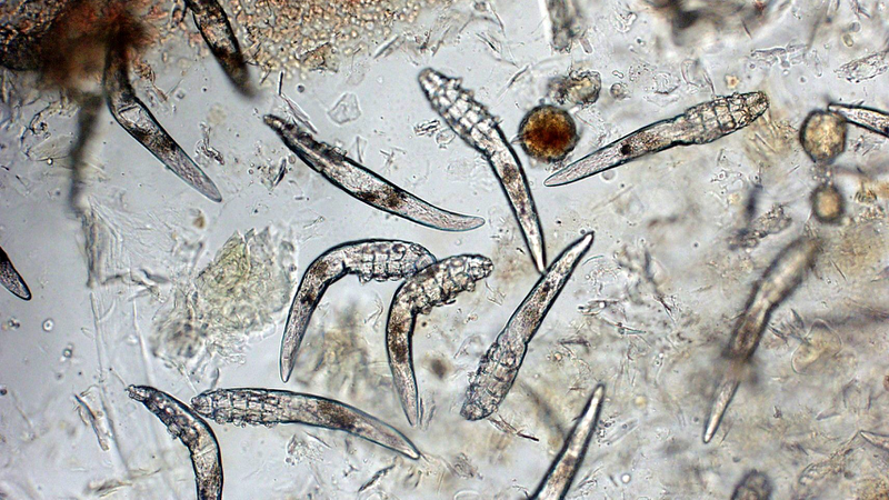 [Giải đáp thắc mắc] Ghẻ Demodex ở chó có lây sang người không? 1