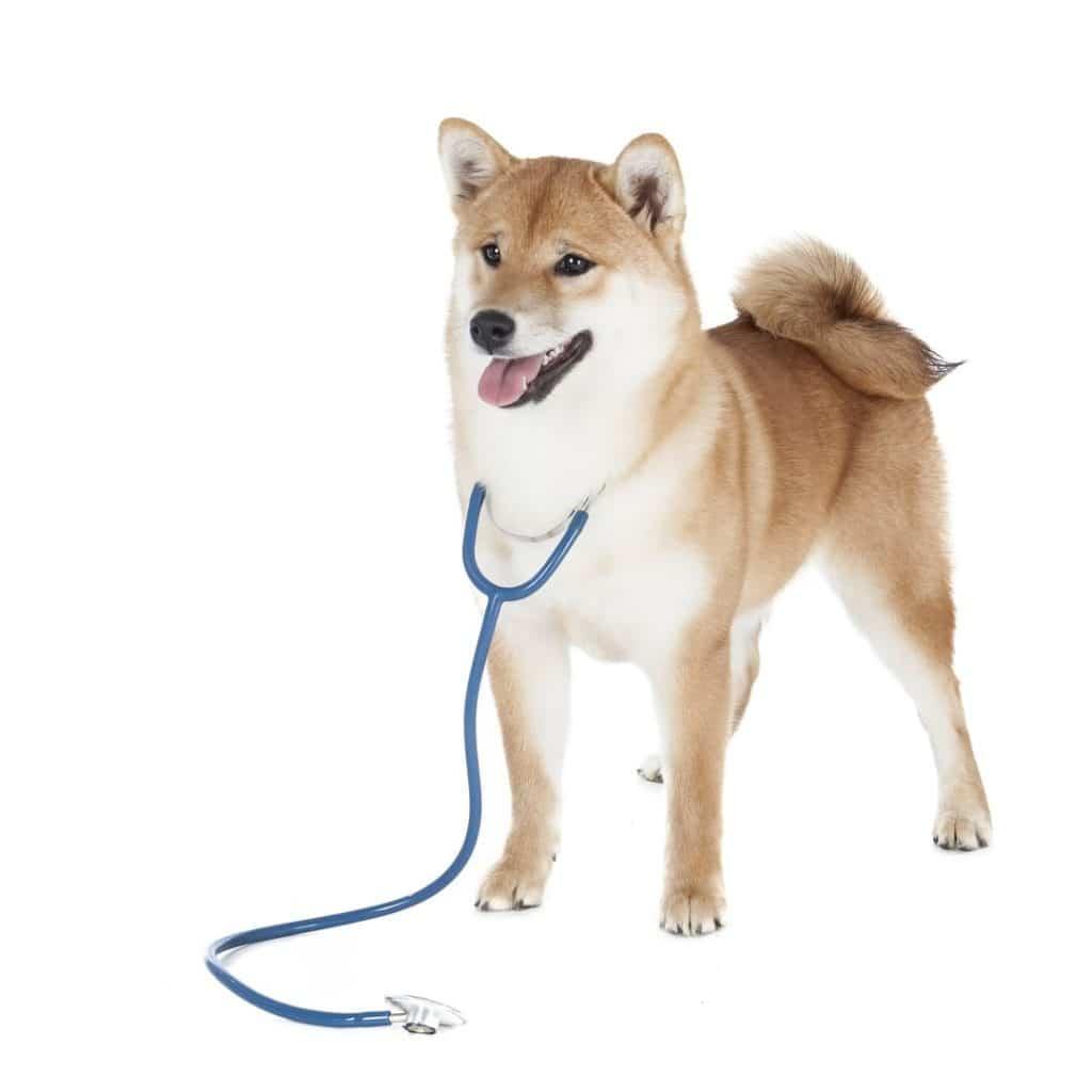 Nguồn Gốc Chó Shiba