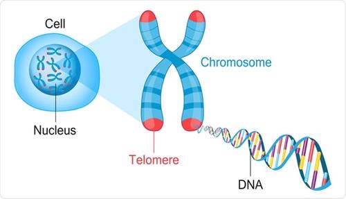 DNA không mã hóa là gì?