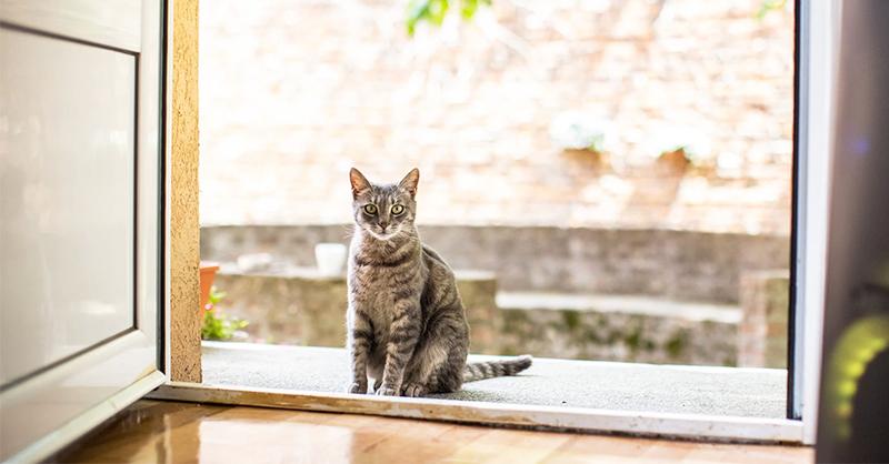 Mèo vào nhà là hên hay xui? Lý giải quan niệm mèo vào nhà thì xui