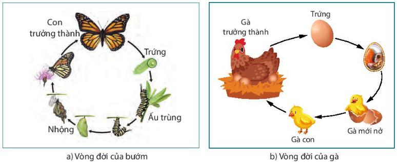 SINH TRƯỞNG VÀ PHÁT TRIỂN Ở ĐỘNG VẬT- [Trắc nghiệm Sinh 11 - Chương trình 2018]

Chia sẻ