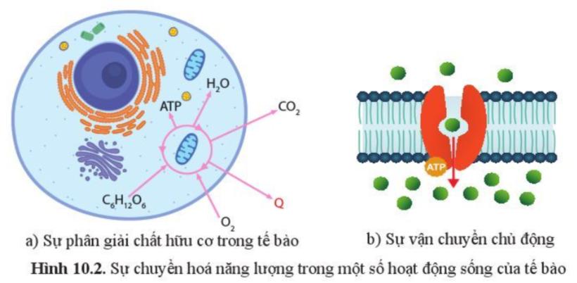 Bài 10. Sự chuyển hóa năng lượng và enzyme trang 61, 62, 63, 64, 65, 66, 67 Sinh 10 Cánh diều</>