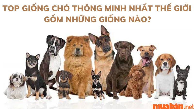 Top 11 giống chó thông minh nhất thế giới bạn nên biết!