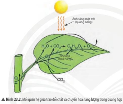 Khoa học tự nhiên 7 Bài 23: Quang hợp ở thực vật Chân trời sáng tạo