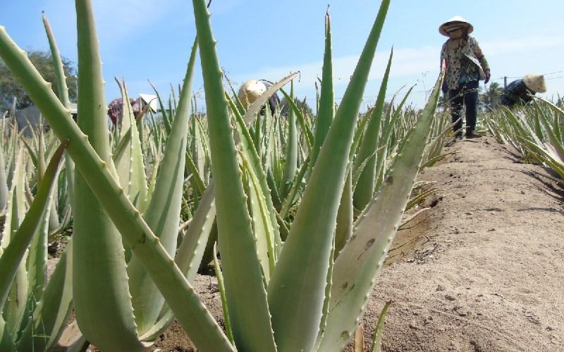 Tổng hợp những cách bảo quản nha đam tươi được lâu đơn giản nhất