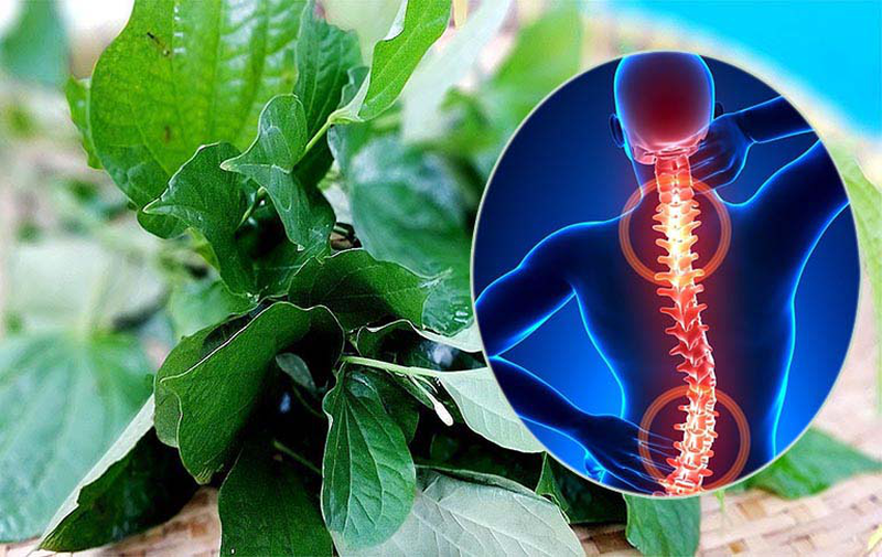 Bật mí cách chữa gai cột sống bằng lá lốt đơn giản ngay tại nhà