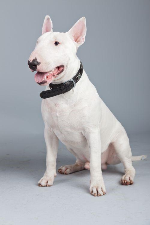 Giống chó Bull Terrier – Bệnh viện thú y – Học viện Nông Nghiệp Việt Nam