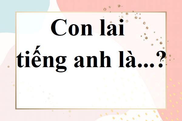 con lai tiếng anh là gì