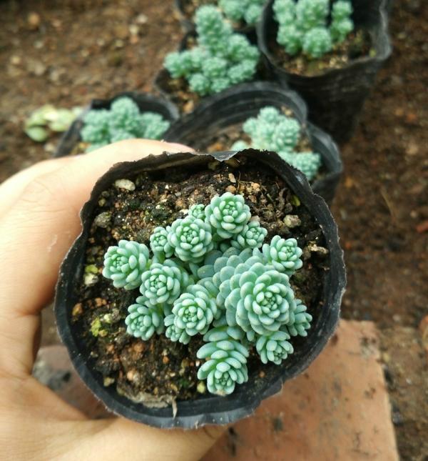 Sen đá sedum hoa hồng