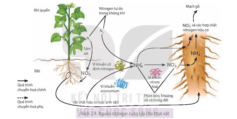 Giải SGK Sinh học 11 Bài 2 (Kết nối tri thức): Trao đổi nước và khoáng ở thực vật