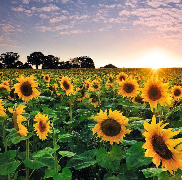 Ý nghĩa loài hoa hướng dương - hoa mặt trời