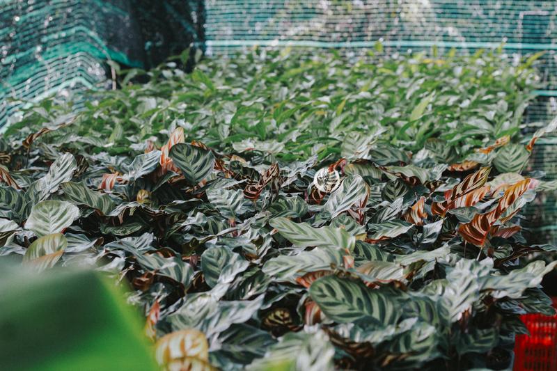 Cây Đuôi Công - Calathea