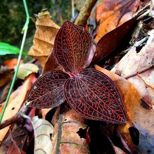 Lan kim tuyến – Công dụng, cách trồng và sử dụng hiệu quả