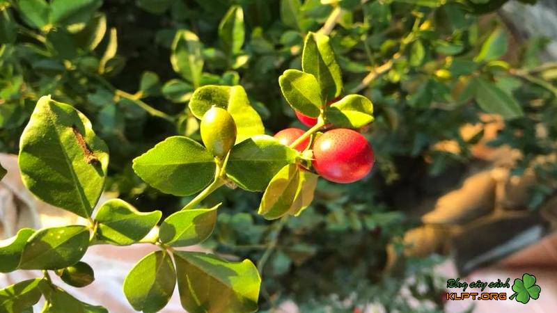 Cây Kim Quýt – Nguồn gốc, ý nghĩa và công dụng đặc biệt