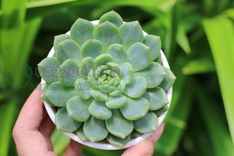 Giới thiệu về cây Sen đá