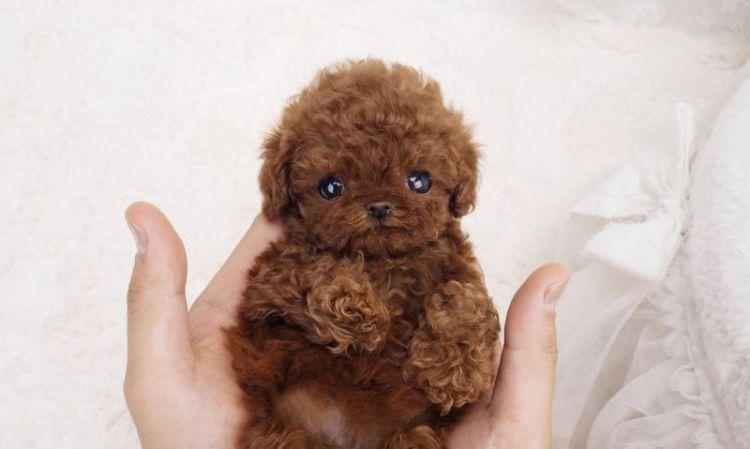 Teacup Poodle – Facts About This Cute Miniature Breed
