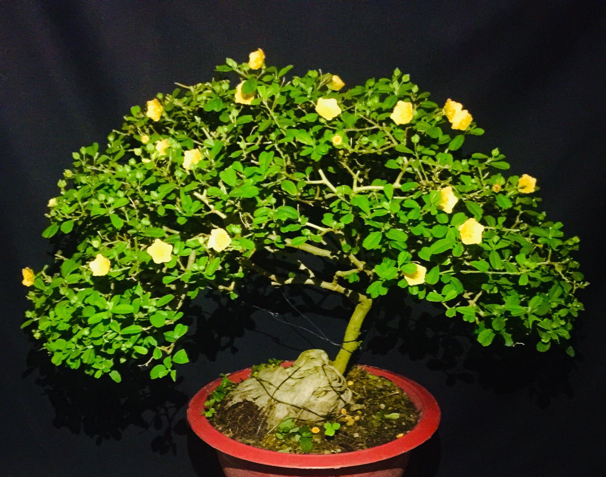 Hoa ké mọc dại bên đường 'hóa' bonsai thu về tiền triệu