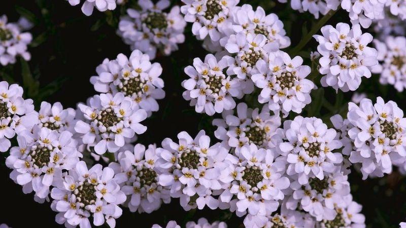 Tìm hiểu nguồn gốc và ý nghĩa của hoa bụi đường hiện nay