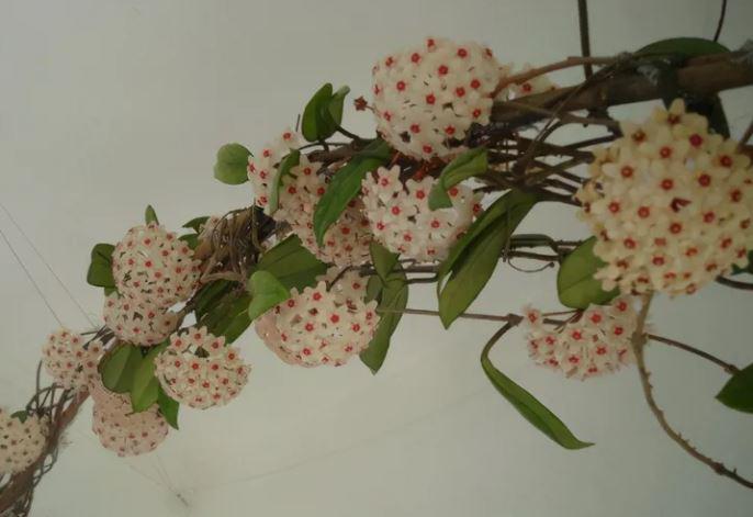 Trồng lan cẩm cù nhớ 4 mẹo này, hoa nở thành quả bóng lớn, hương thơm sẽ đầy nhà - 2