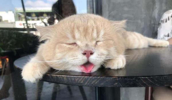 Mèo thở gấp – dấu hiệu nguy hiểm: Nguyên nhân và cách điều trị