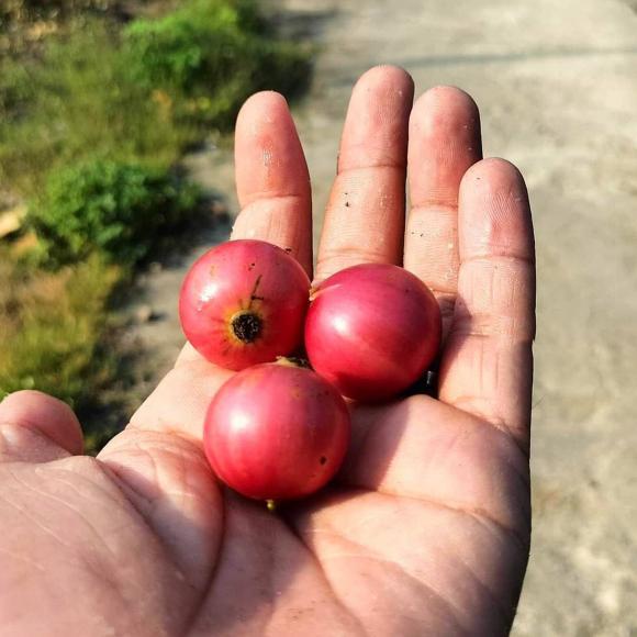 Loại trái cây nhìn giống quả trứng cá, có tác dụng thanh nhiệt cơ thể, gắn liền với tuổi thơ của nhiều người