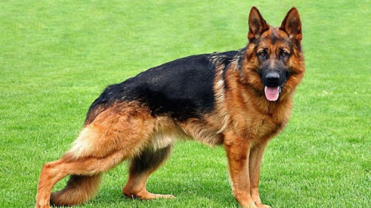 Không kéo được dương vật vào bao quy đầu sau khi hưng phấn trên chó đực - Paraphimosis