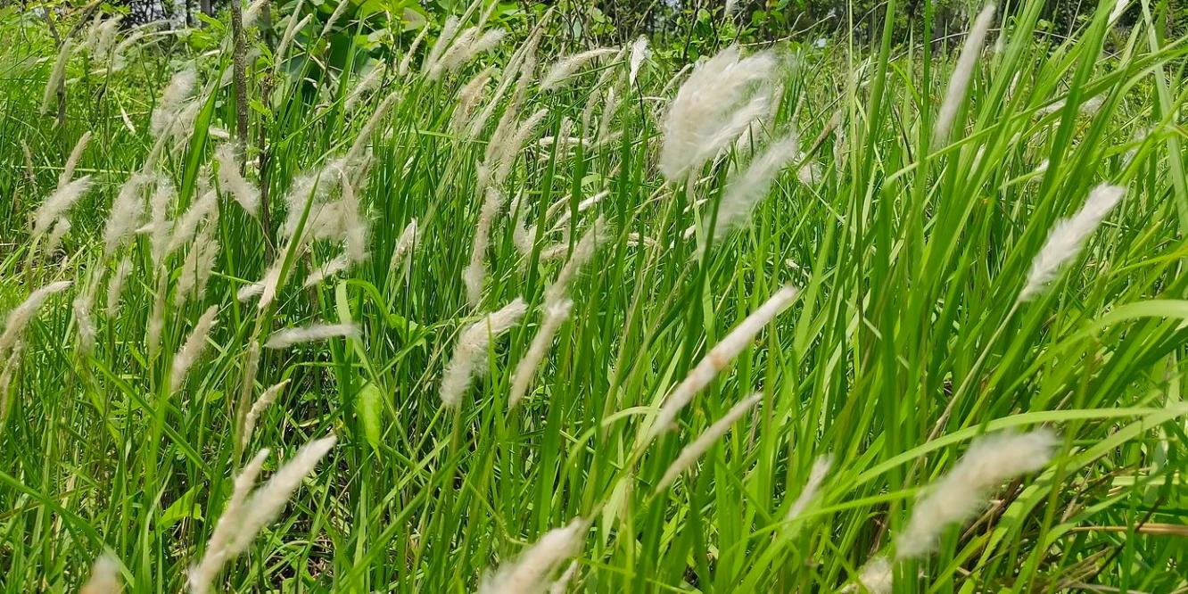 BLOG NHÀ LƯỚI VIỆT