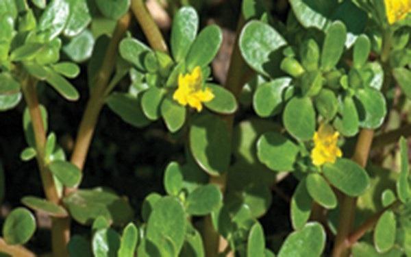 Trị giời leo bằng cây lá thuốc Nam