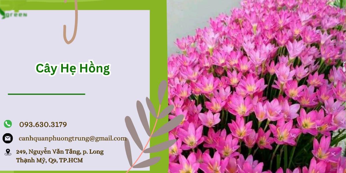 Mua ngay cây hẹ hồng