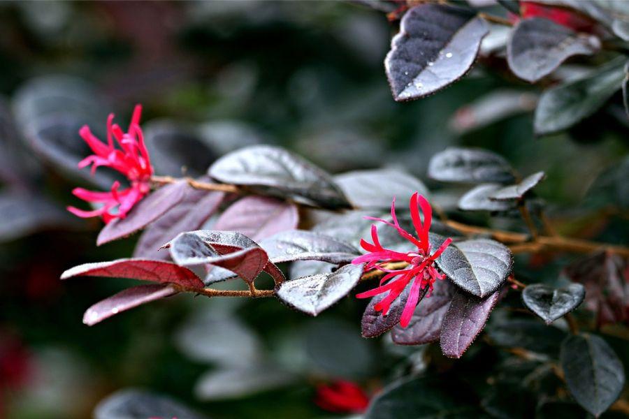 Cây Hồng Phụng Là Cây Gì? Ý Nghĩa Và Cách Chăm Cây Tốt