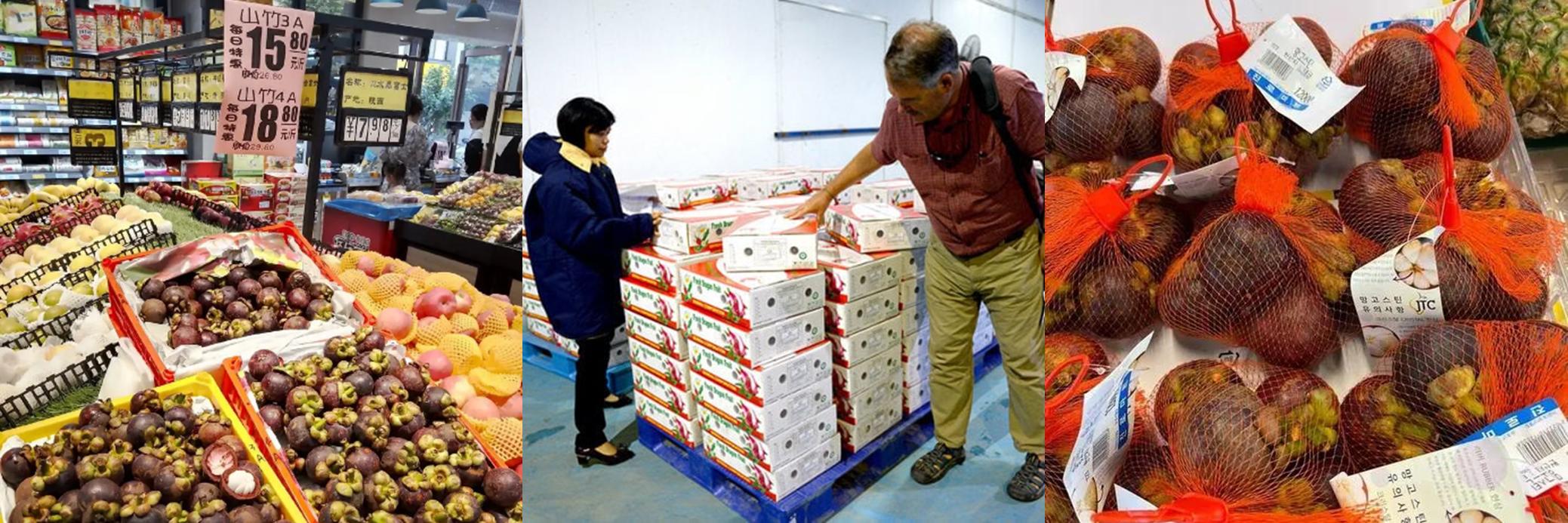 Giới thiệu về cây măng cụt