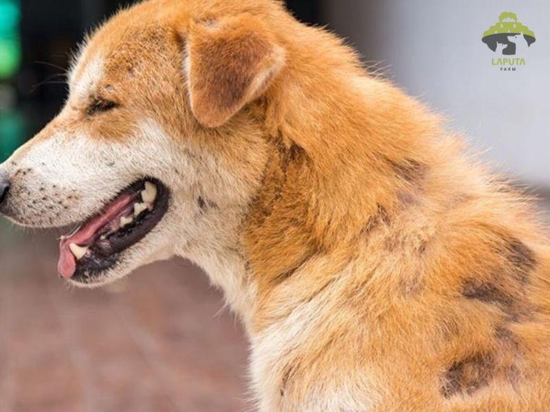 Chó bị xà mâu: Có lây cho người không? Cách điều trị, chăm sóc