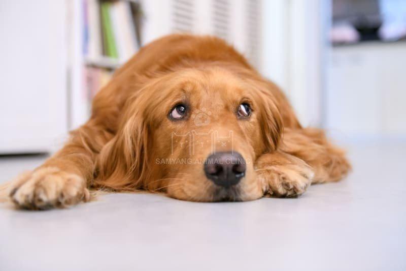 Dấu hiệu nhận biết chó bị sốt và cách điều trị