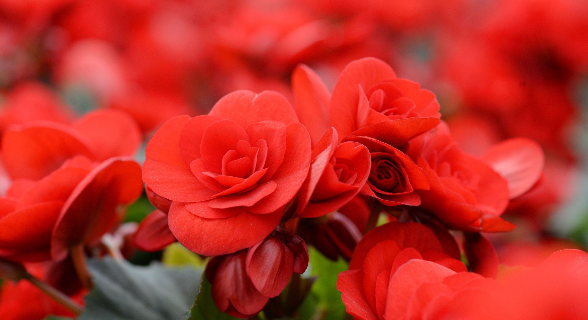 Thu Hải Đường: Nguồn gốc, cách chăm sóc và những hình ảnh đẹp