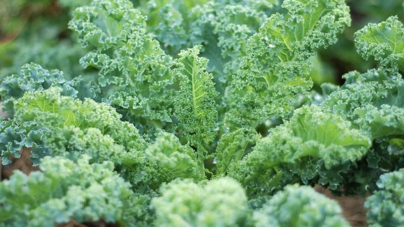 Cải kale có tác dụng gì? 12 tác dụng của cải kale với sức khỏe