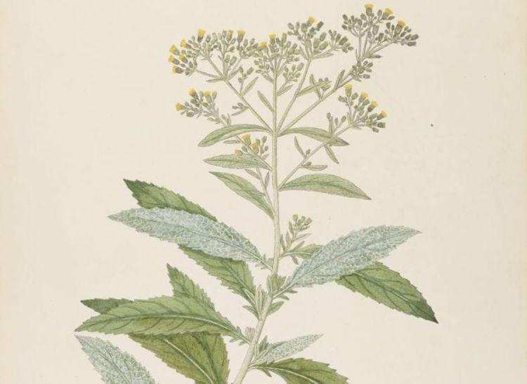 Cây và lá đài bi có tác dụng gì?