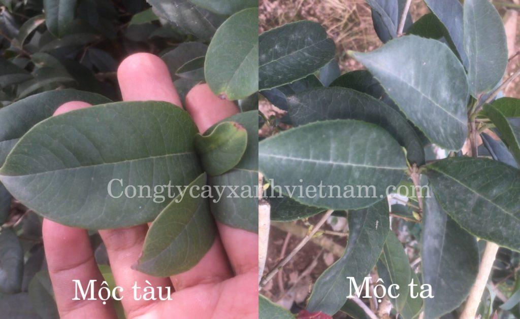 Hướng dẫn phân biệt cây mộc hương ta và tàu, cách nhận biết cây mộc hương ta