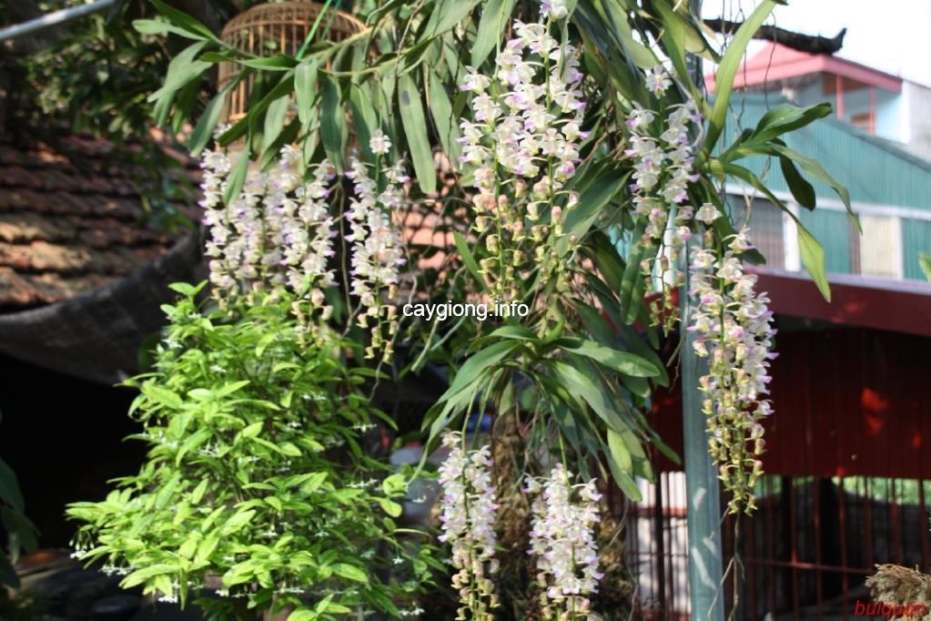 Hoa phong lan tam bảo sắc