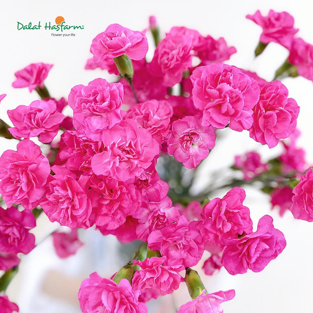 8 Loài hoa đẹp, ý nghĩa để dành tặng Mẹ