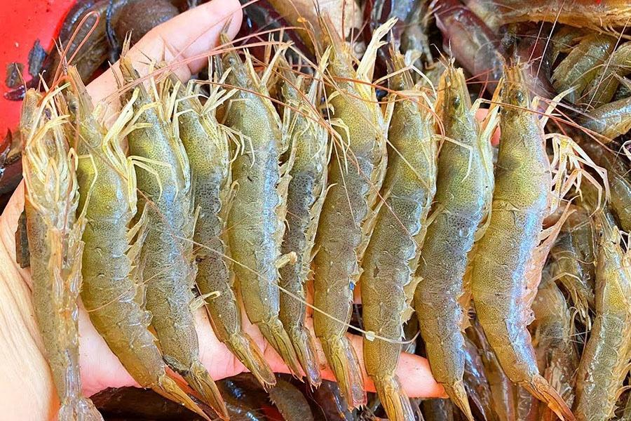 Có mấy loại tôm? Cách nhận biết và phân biệt các loại tôm