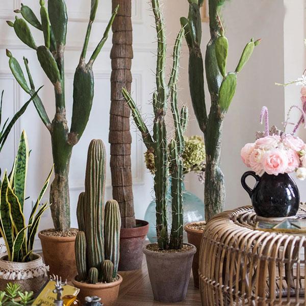 Top 10 mẫu xương rồng phong cách sa mạc đẹp nhất