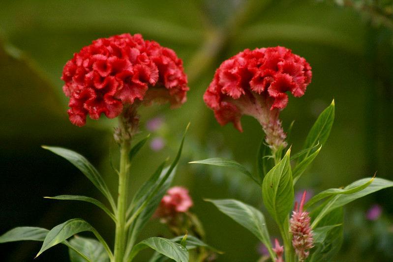 Hoa mào gà - Sự tích, ý nghĩa, tác dụng và cách trồng đúng kỹ thuật