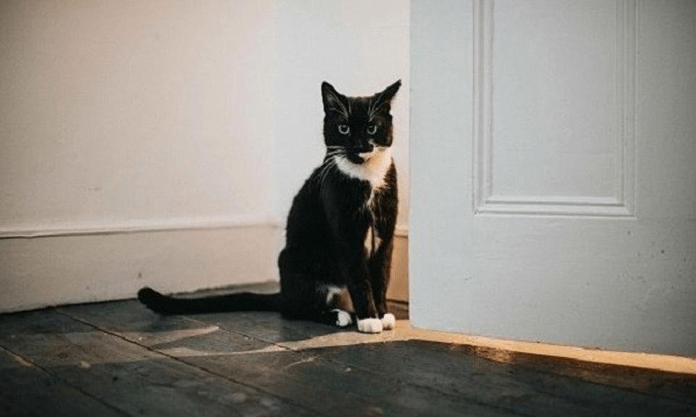 mèo đen vô nhà là điềm gì