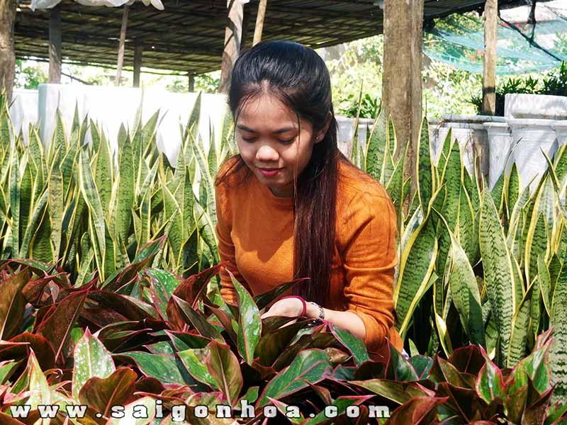 cham soc cay phu quy
